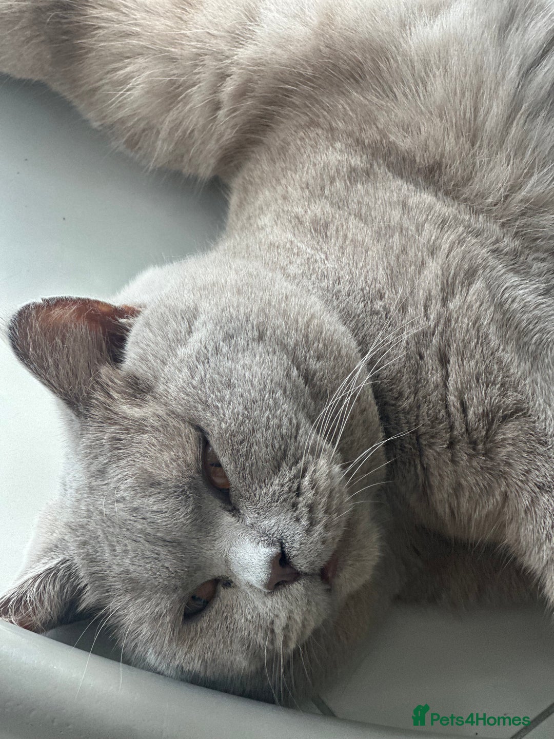 British Shorthair cats for sale: Lilac British shorthair  in Wembley - Image 8
