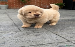 Tibetan Mastiff dogs for sale: Chinese Tibetan mastiff pups  - Image 8