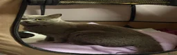 Mixed Breed cats for sale: Adorable Kittens Looking for Their Forever Homes - Advert 5