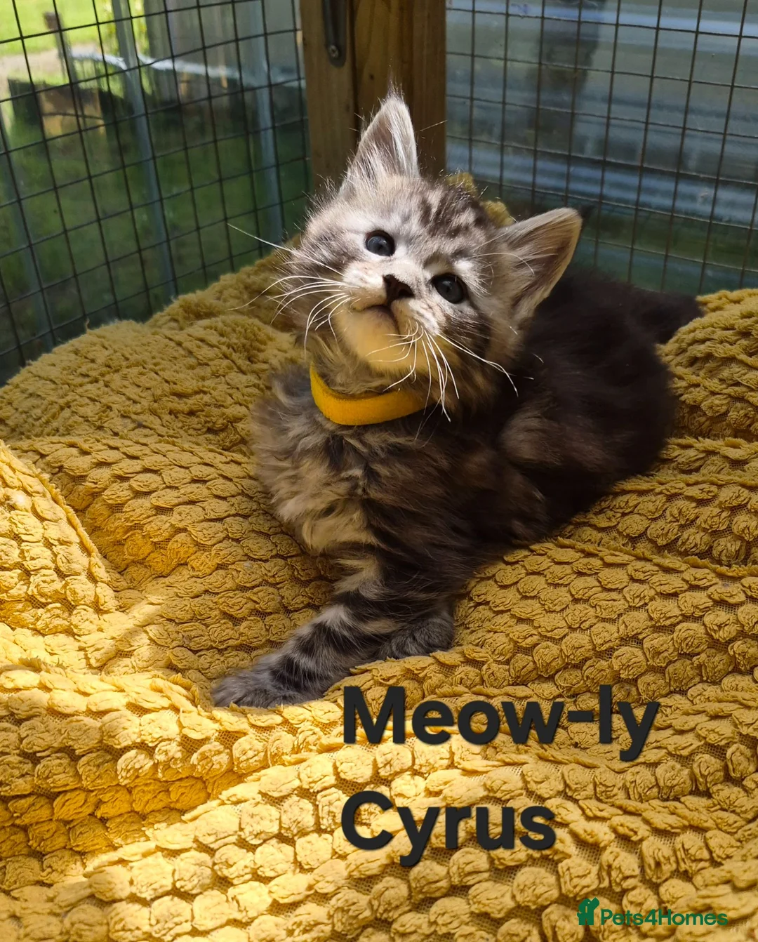 Maine Coon cats for sale: Beautiful maine coon kittens  - Advert 1