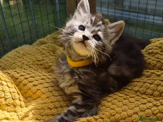 Maine Coon cats Beautiful maine coon kittens - Advert 2