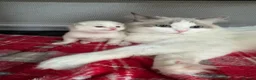 Ragdoll cats for sale: 🏆gccf ragdoll kitten-exceptional pedigree - Advert 30