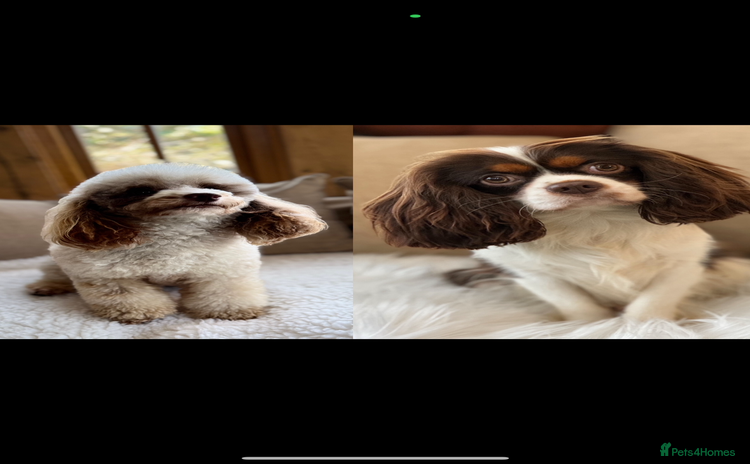 Cavapoo dogs - Advert 1
