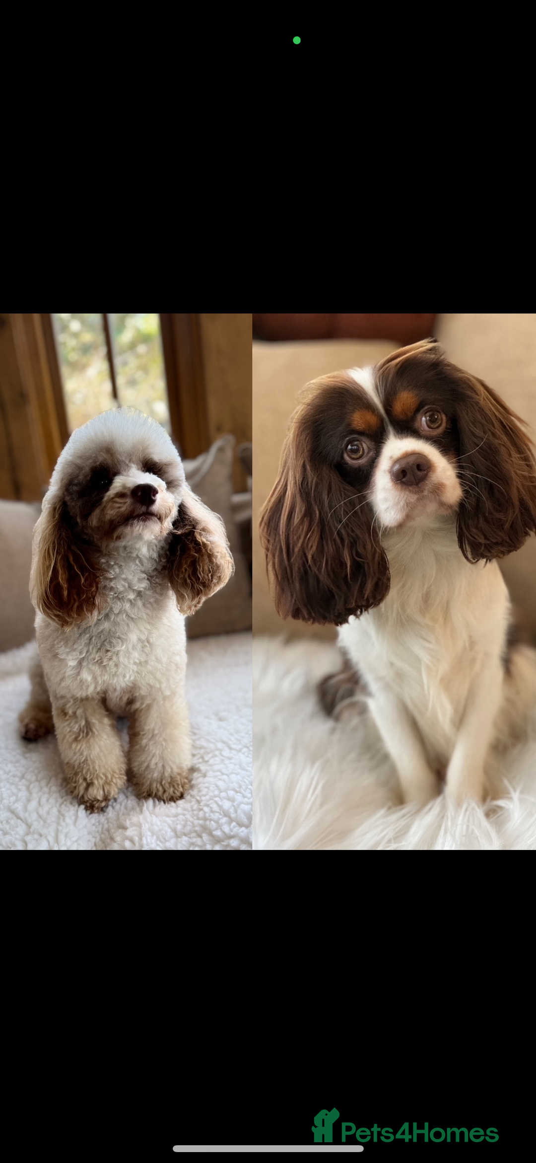 Cavapoo dogs for sale: F1 Extensively Health  Tested Mini Cavapoos  - Image 1