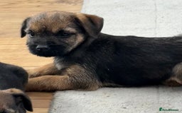 Border Terrier dogs for sale: 🧡Fabulous KC Border Terrier Girl - Image 6