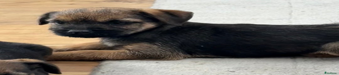 Border Terrier Puppy 1