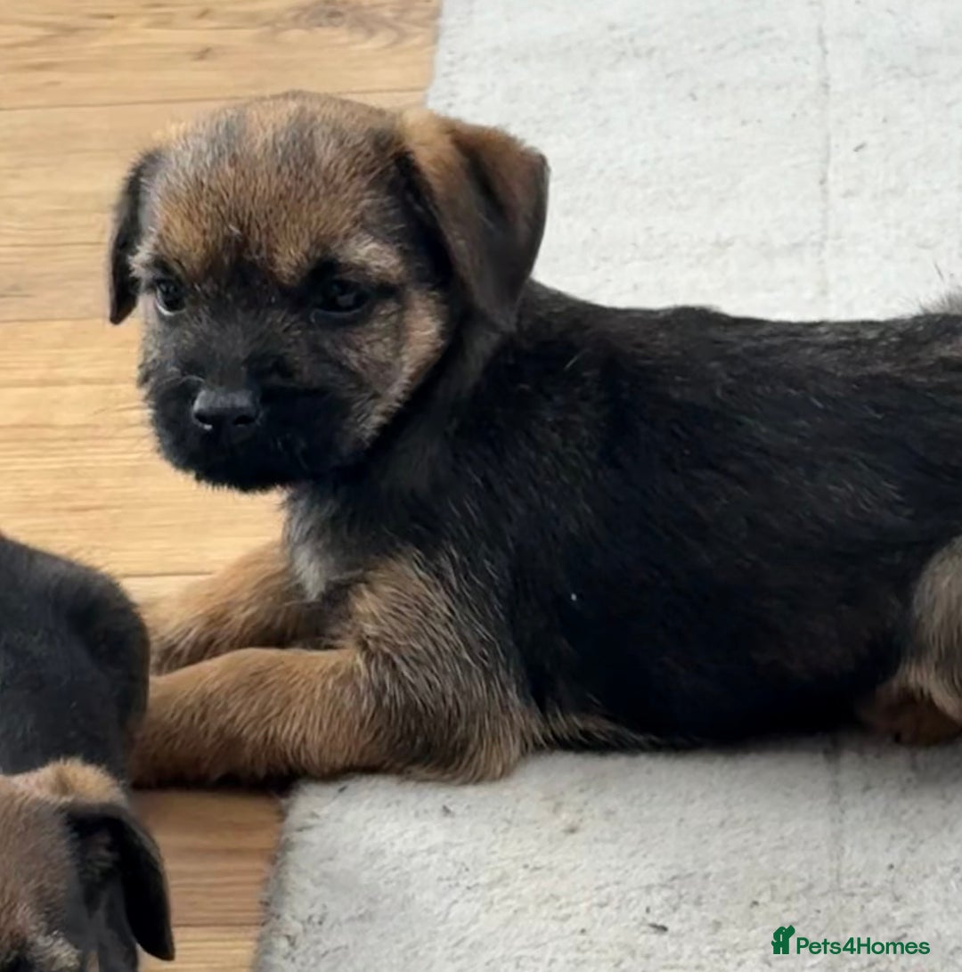 Border Terrier dogs for sale: 🧡Fabulous KC Border Terrier Girl - Image 6