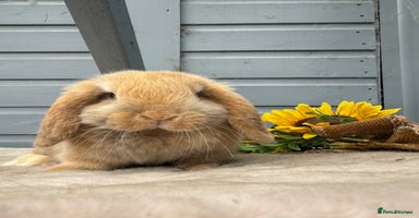 Mini Lop rabbits - Advert 10