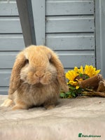 Mini Lop rabbits - Advert 7