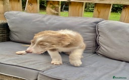 Border Collie dogs for sale: Border collie puppies - Image 6