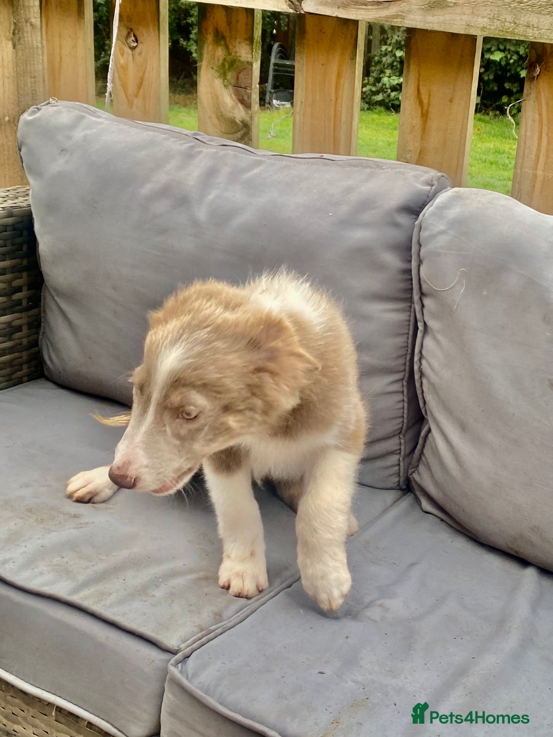 Border Collie dogs for sale: Border collie puppies - Image 6