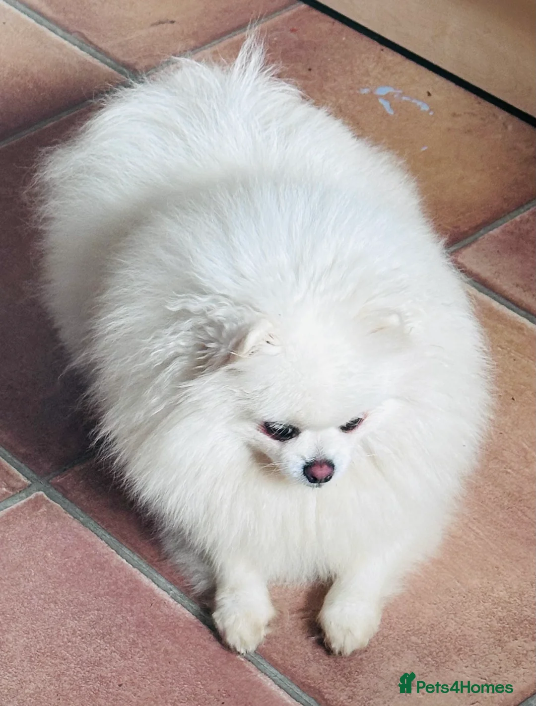 Pomeranian dogs for sale: Teddy bear faced boy 🐻  - Advert 2