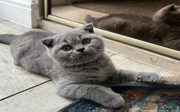 British Shorthair cats for sale: Gorgeous Brittsh Kittens Fully Vaccinated  - Image 17