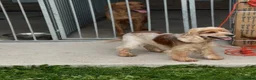 Cocker Spaniel dogs for sale: Beautiful cocker spaniel  - Advert 3