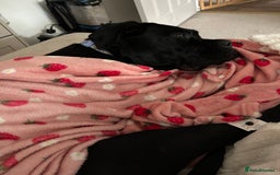 Cane Corso dogs for sale: Female 6 month old cane Corso  - Image 2