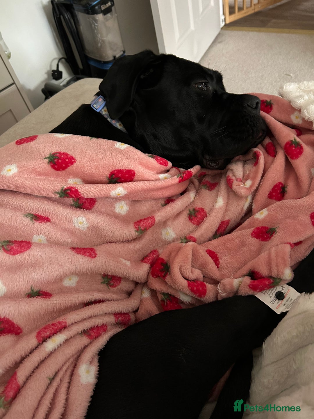 Cane Corso dogs for sale: Female 6 month old cane Corso  - Image 2