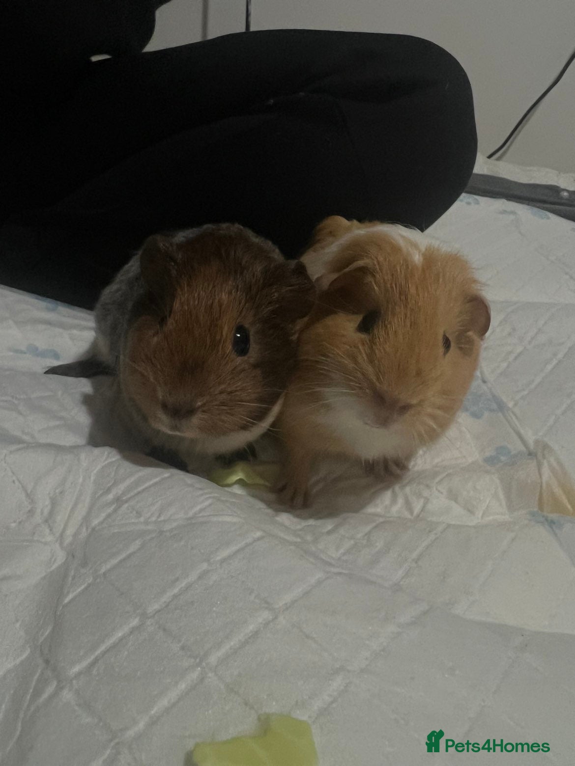 Guinea Pig rodents 2 guinea pigs to be rehomed to a good family in Blyth - Advert 11