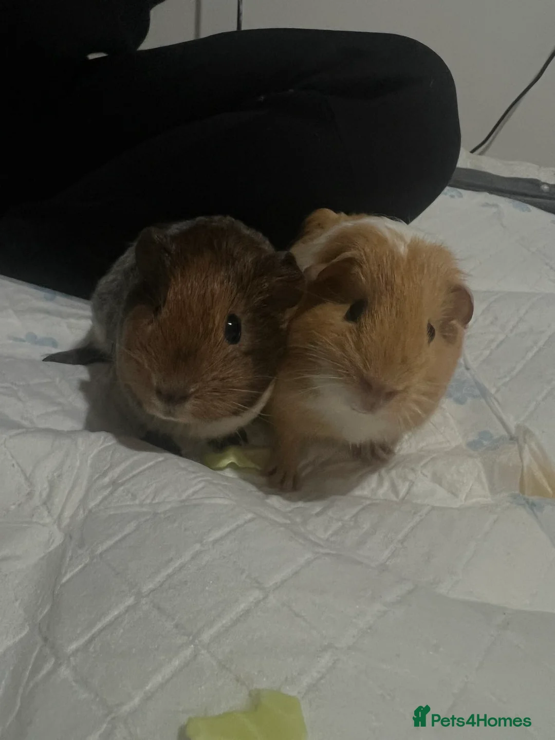 Guinea Pig rodents for sale: 2 guinea pigs to be rehomed to a good family in Blyth - Advert 1