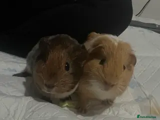 Guinea Pig rodents 2 guinea pigs to be rehomed to a good family in Blyth - Advert 1