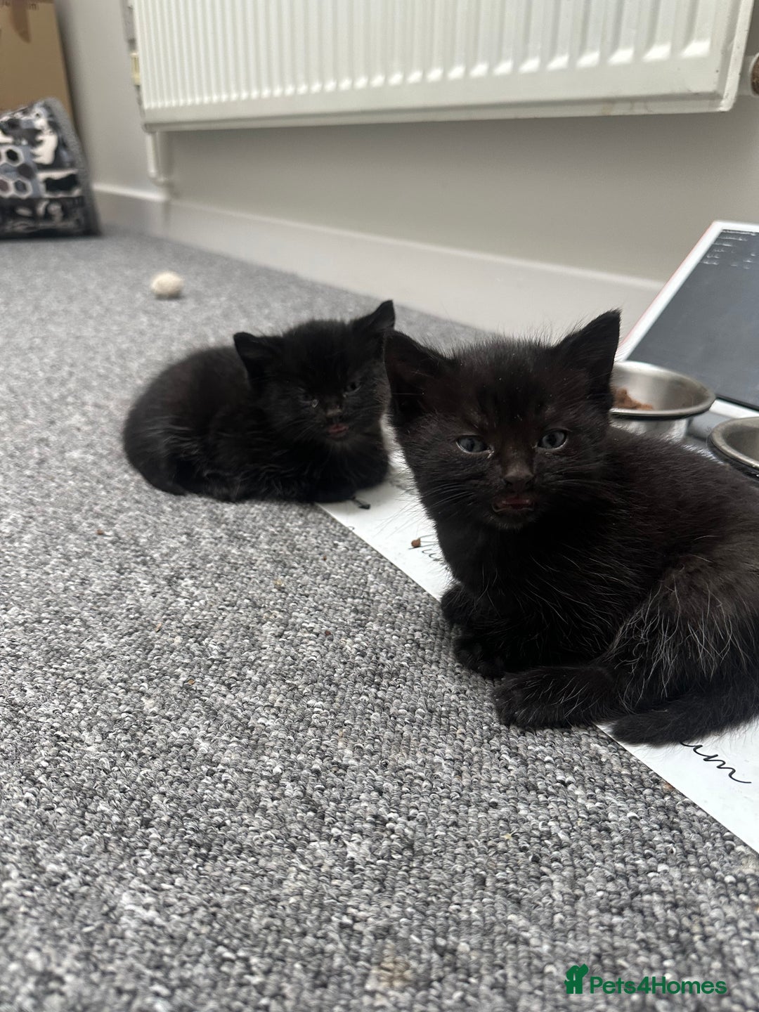 Mixed Breed cats for sale: Beautiful litter of playful kittens  - Advert 2