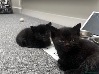 Mixed Breed cats Beautiful litter of playful kittens - Advert 18