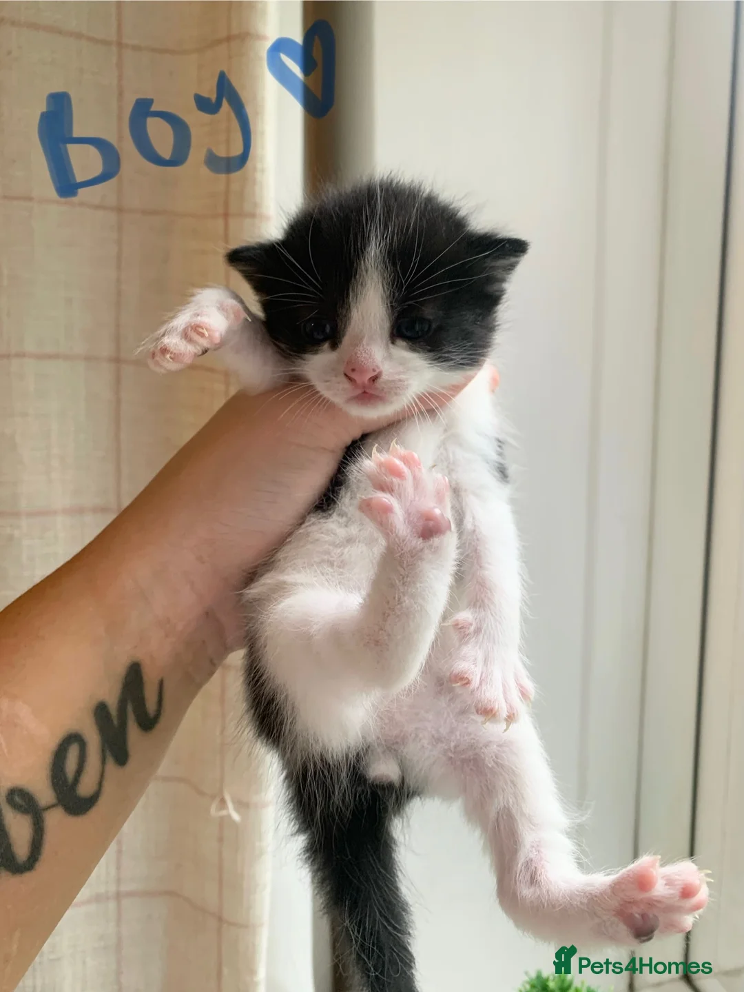 Mixed Breed cats for sale: kitten - Advert 6