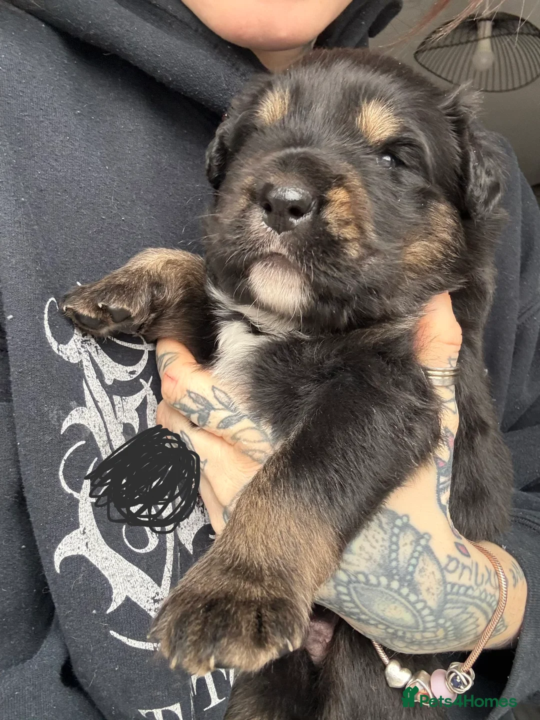 Mixed Breed dogs for sale: Rottweiler/hucky, malamute puppies  - Advert 10