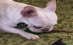 French Bulldog dogs for sale: Such a honest little lady - Image 9