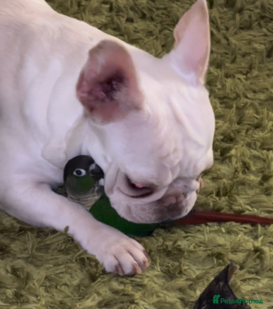 French Bulldog dogs for sale: Such a honest little lady - Image 9