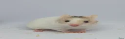 Hamster rodents for sale: ❤❤❤  BABY SYRIAN HAMSTERS ❤❤❤ in Bristol - Advert 6