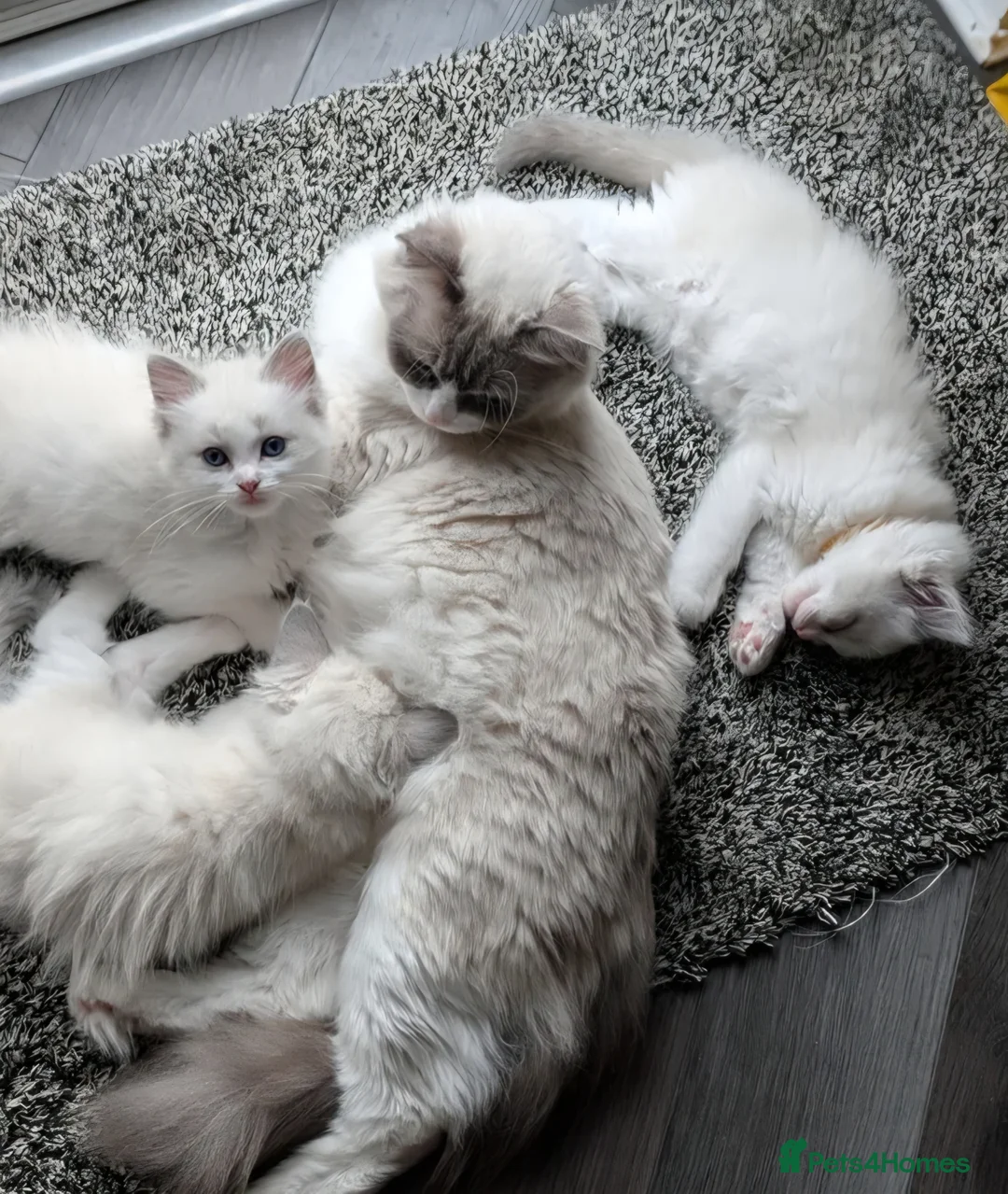 Ragdoll cats for sale: Ragdoll kitten for sale - Advert 8