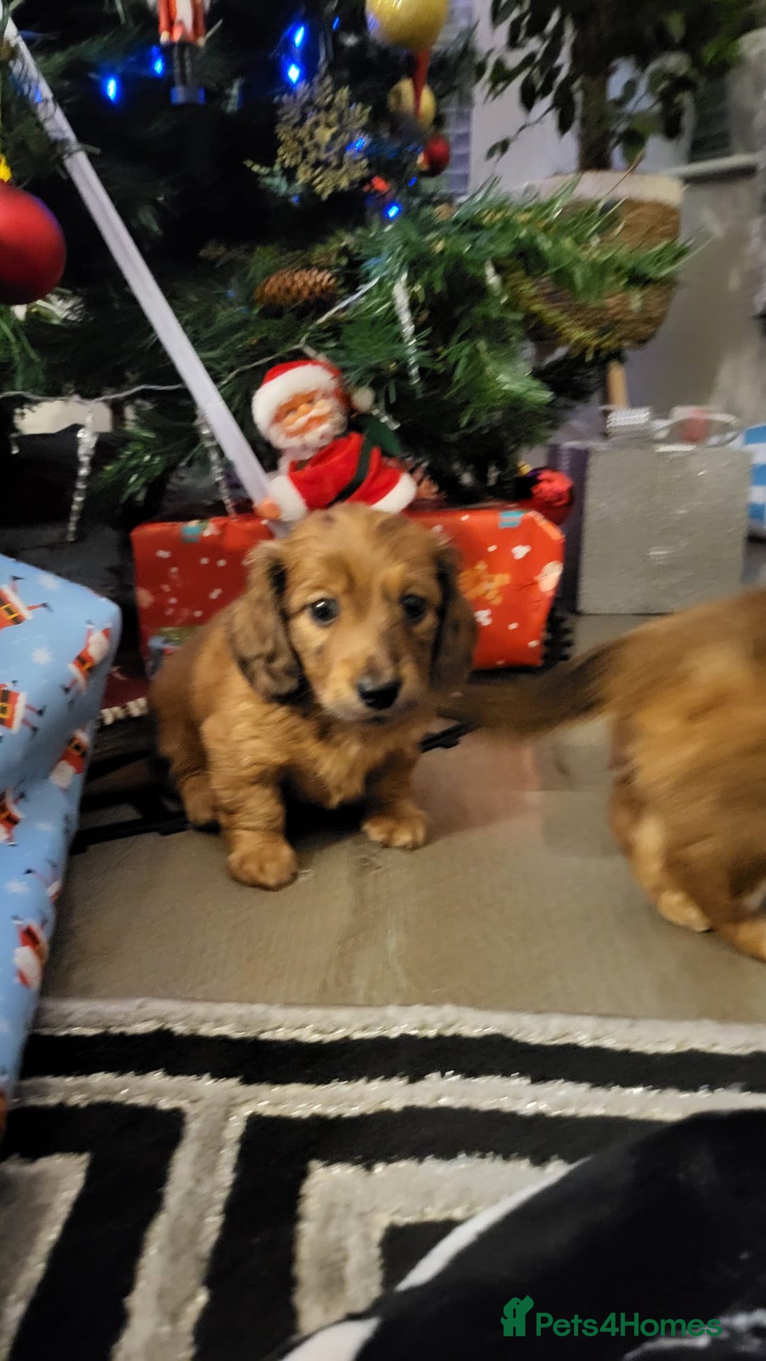 Miniature Dachshund dogs for sale: Miniature long haired daschunds  - Advert 14