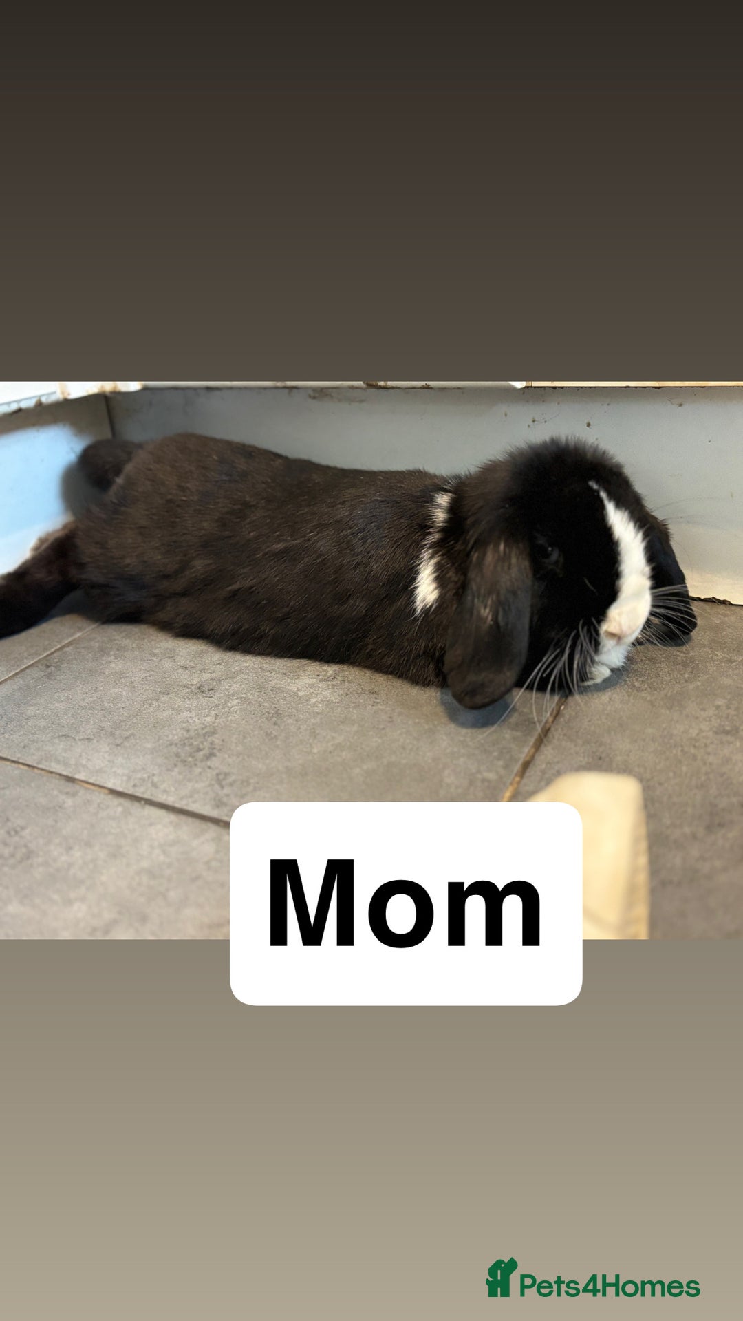 Mini Lop rabbits for sale: 4 Gorgeous Holland Lops😍 - Image 10