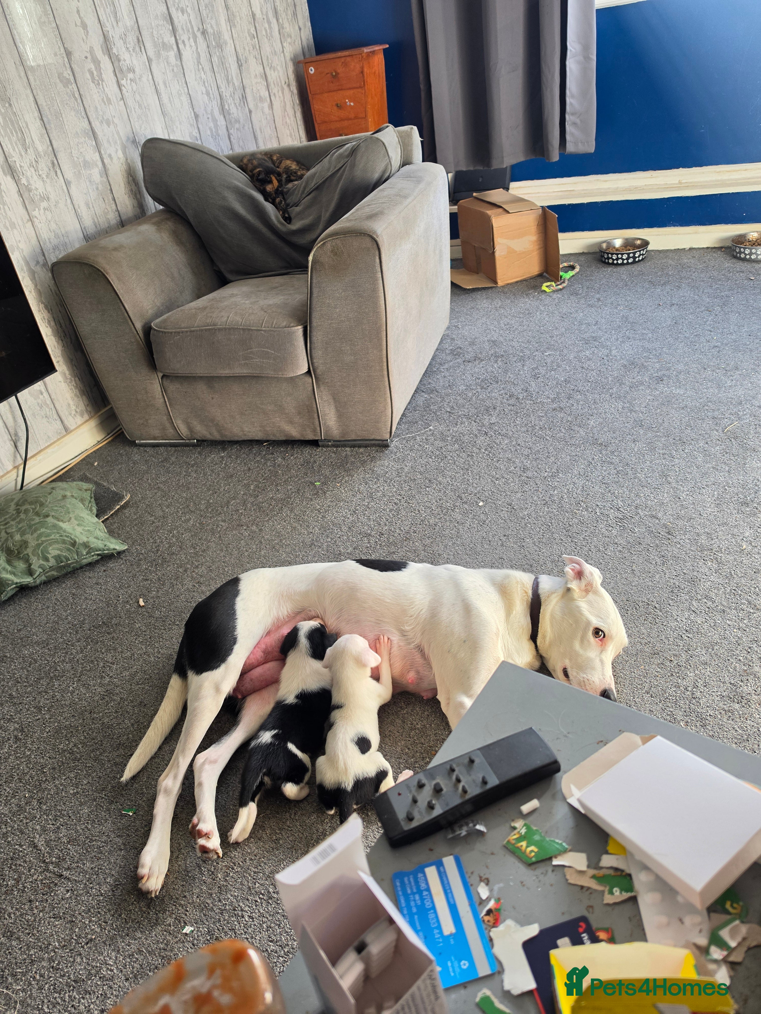 Border Collie dogs for sale: Border collie pups - Advert 1