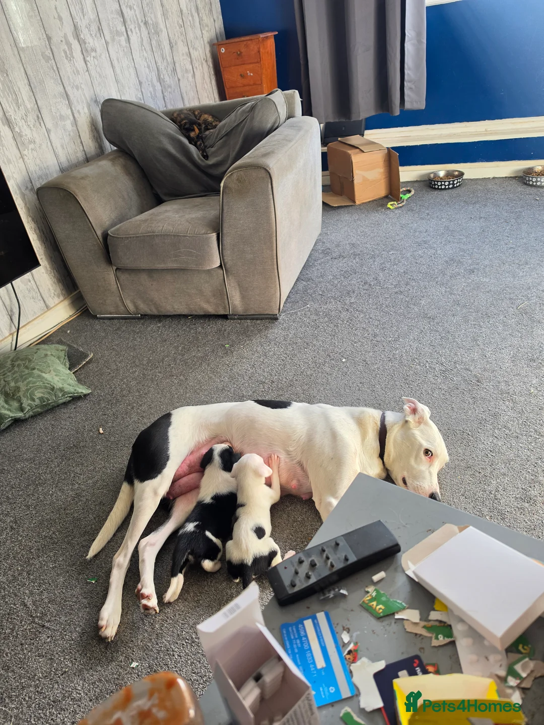 Border Collie dogs for sale: Border collie pups - Advert 2