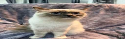 Ragdoll cats for sale: Ragdoll Show Quality Active GCCF  - Advert 5