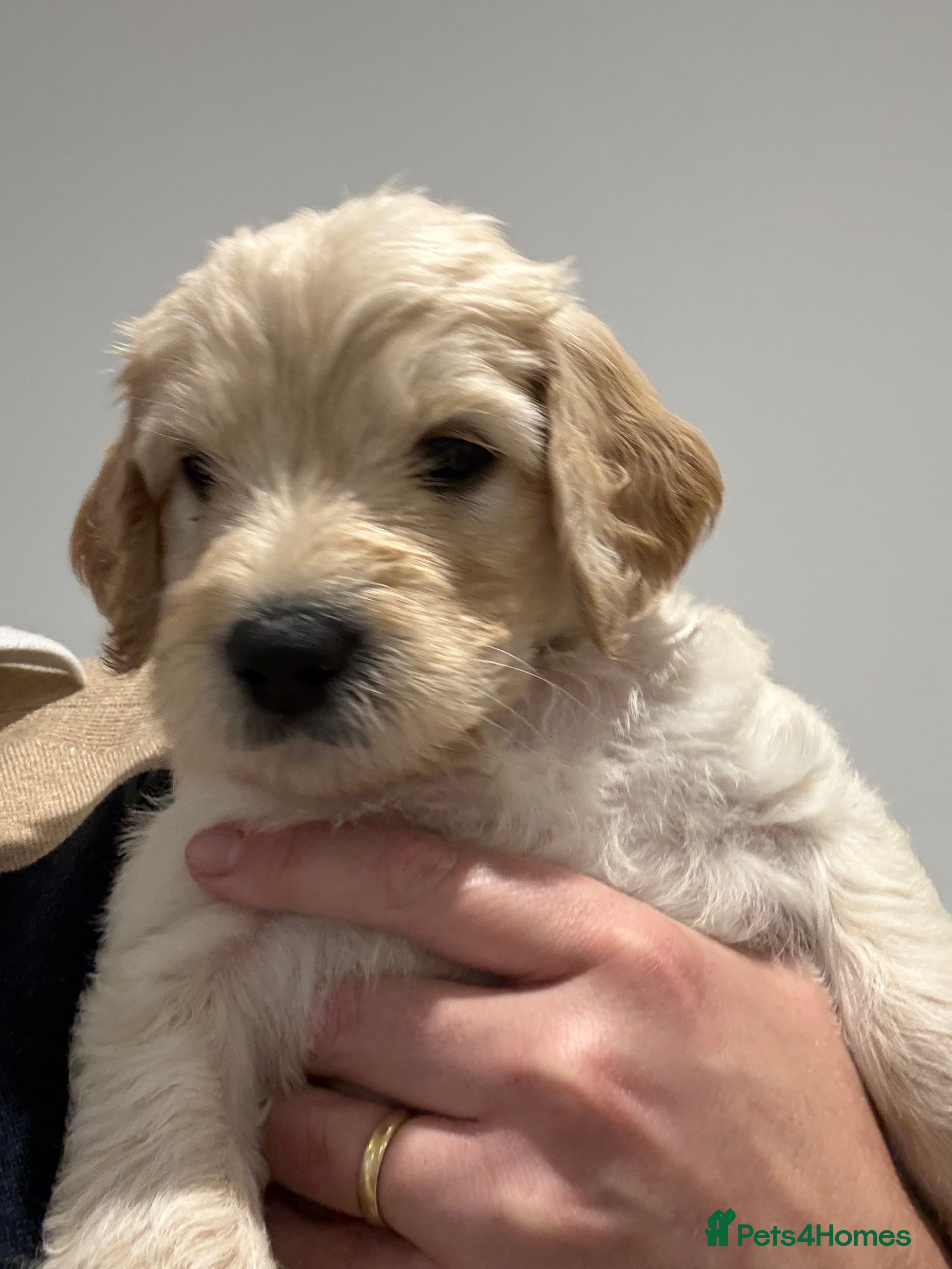 Double Doodle dogs Double Doodle puppies Born August 2026 - Advert 2