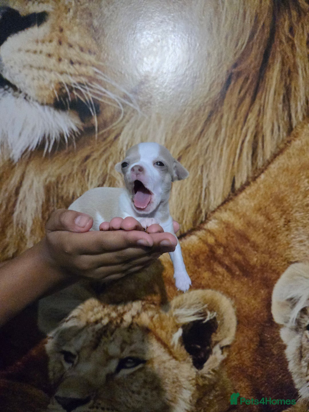 Chihuahua dogs for sale: Gorgeous Chihuahua Puppies Looking 4 Forever Homes - Image 38