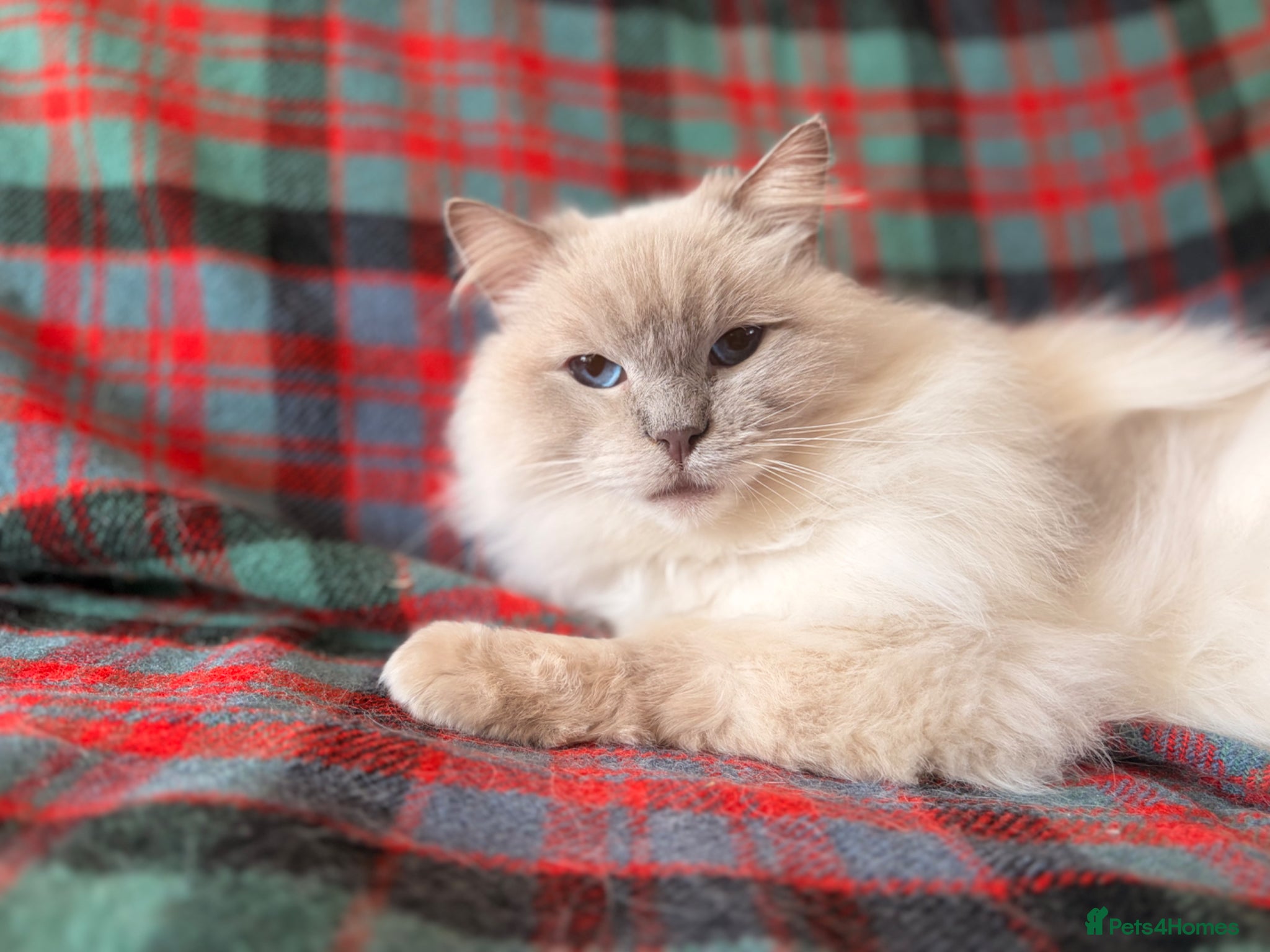 Ragdoll cats Beautiful Neutered GCCF Ragdolls For Adoption - Advert 2