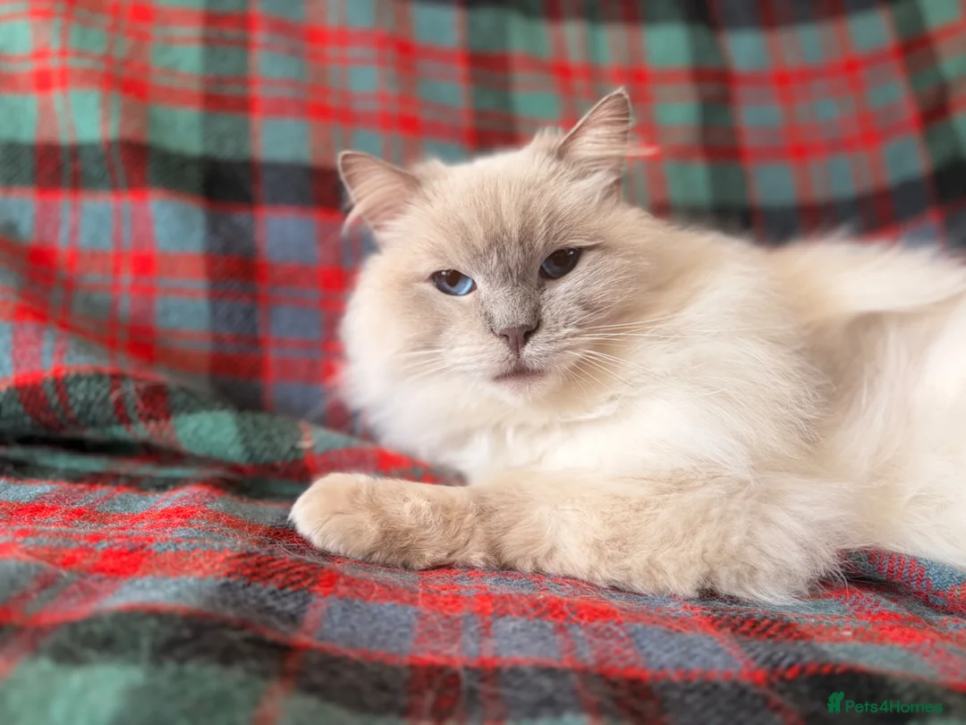 Ragdoll cats for sale: Beautiful Neutered GCCF Ragdolls For Adoption - Advert 1