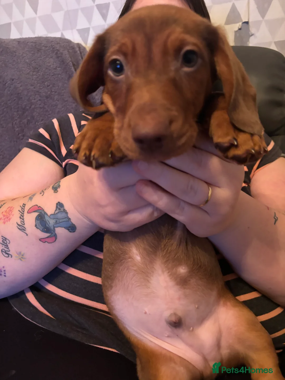 Dachshund dogs for sale: Dachshund choc-based-red puppies available now!! - Advert 7