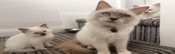 Ragdoll cats for sale: ⭐️Beautiful Ragdoll Kittens 8 weeks⭐️ - Advert 12