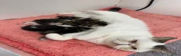 Exotic cats for sale: Hello my name is Tyson - Advert 2