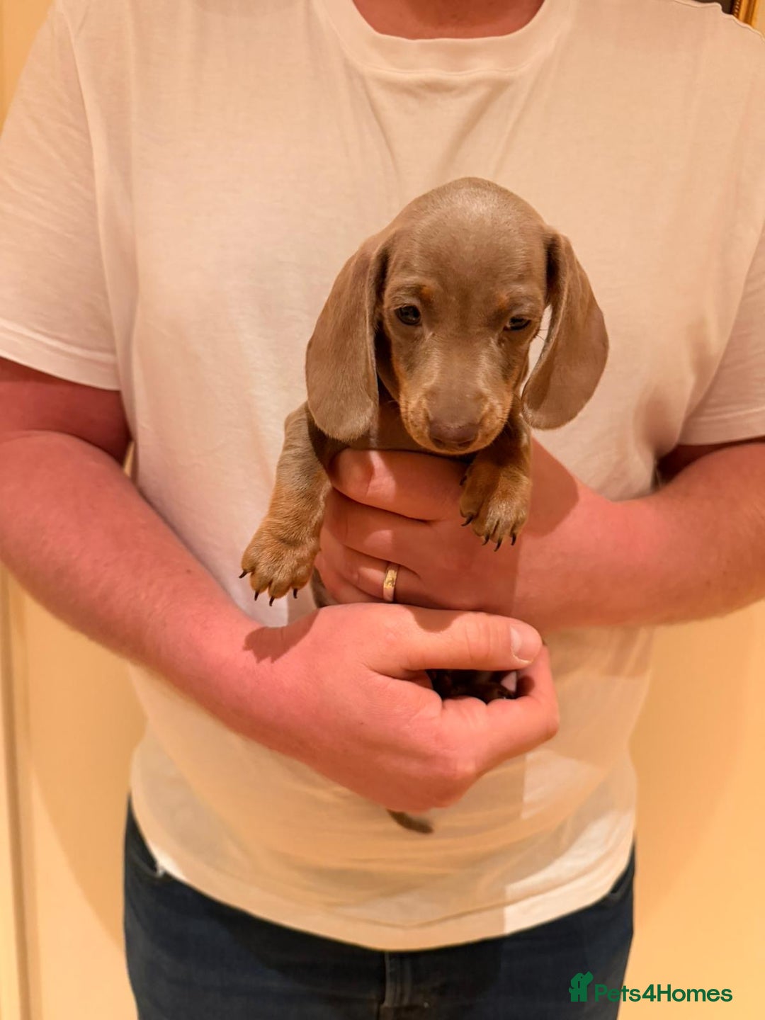 Miniature Dachshund dogs for sale: Miniature dachshund  - Advert 11