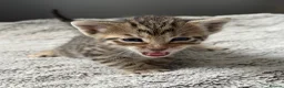 Mixed Breed cats for sale: 7 bengal x kittens  - Advert 6
