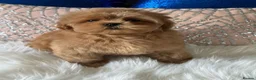 Shihpoo dogs for sale: Stunning Asian Shih Poo puppies - Advert 20