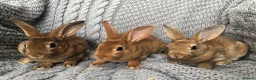 Rex rabbits for sale: Beautiful velvet mini Rex & Rex rabbits - Advert 23