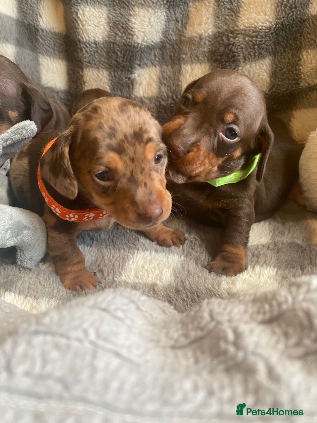 Miniature Dachshund dogs for sale: True Miniature Dachshunds KC Reg - Advert 7