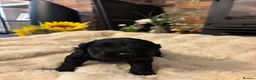 Cockapoo dogs for sale: Miniature f1 cockerpoo’s  - Advert 6