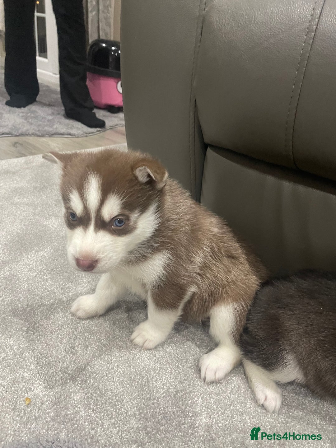 Siberian Husky dogs for sale: 6 beautiful Siberian huskies  - Advert 6